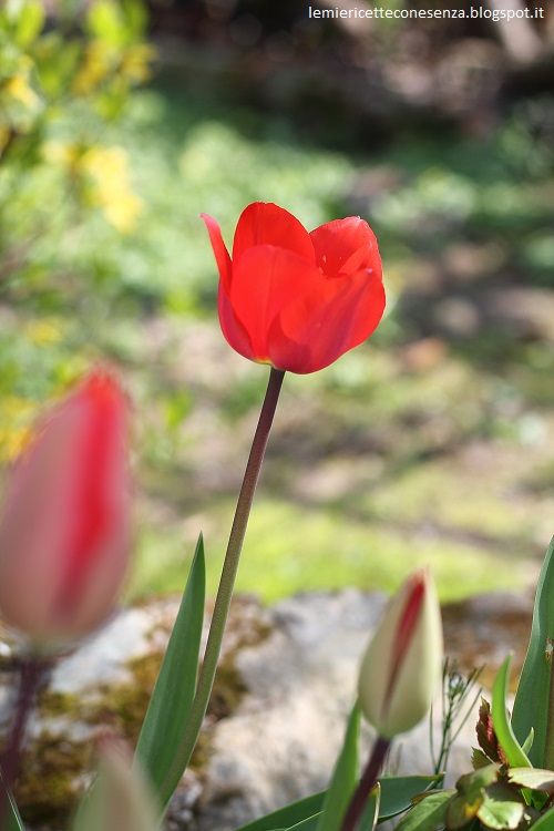 tulipani rossi
