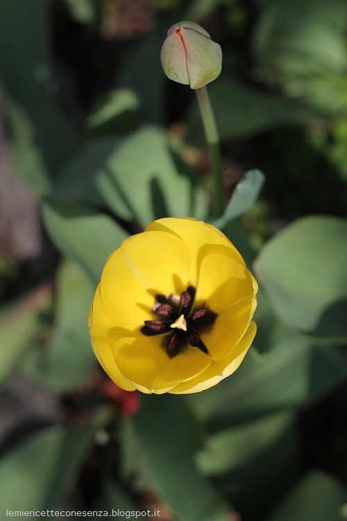 tulipano giallo