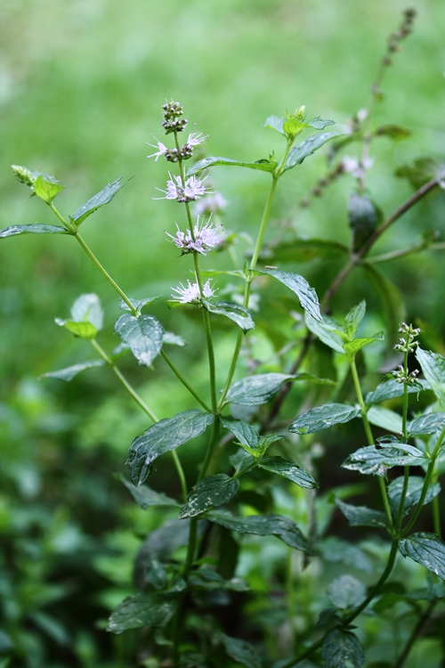 Foto menta pianta