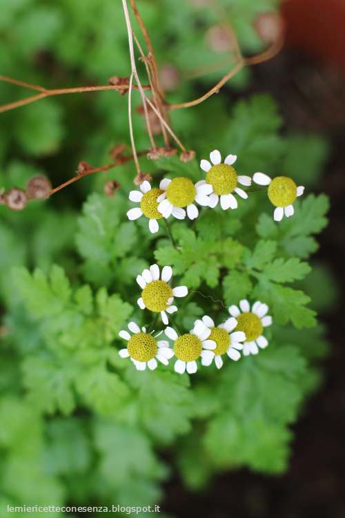 chrisanthemum partenium, partenio