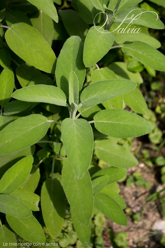 cucinare le erbe aromatiche