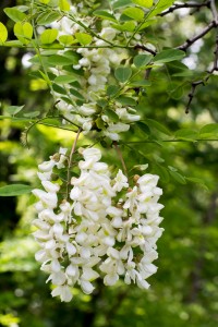 fiori di acacia