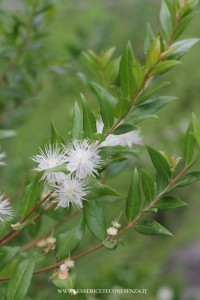 fiori di mirto in cucina