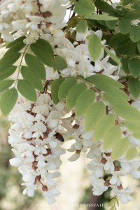 fiori-d'acacia