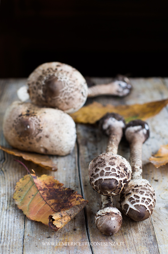 funghi-mazze-di-tamburo