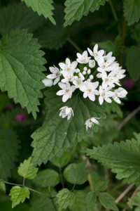 fiori aglio