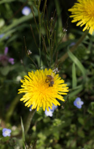 fiori-commestibili