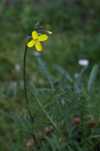 fiori di rucola