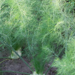 ricette a base di finocchio