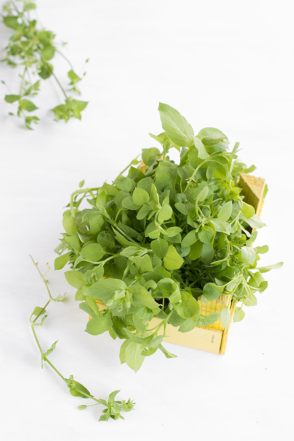 Centocchio in cucina, ricette