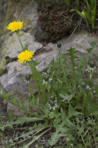 Il tarassaco in cucina