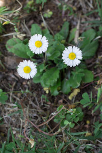 Margheritine fiori commestibili