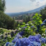 La fioritura delle ortensie al Parco Burcina a Biella