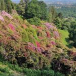 Parco della Burcina a Biella: La favolosa fioritura dei rododendri