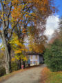 Foliage in Piemonte